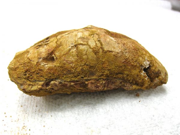 Genuine Cretaceous Age Fish or Shark Coprolite Fossil for Sale from Africa #23b