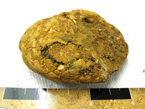 Genuine Cretaceous Age Fish or Shark Coprolite Fossil for Sale from Africa #24a