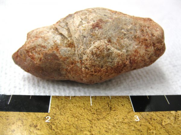 Genuine Cretaceous Age Fish or Shark Coprolite Fossil for Sale from Africa #2a