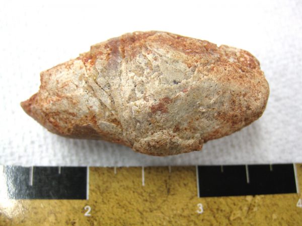 Genuine Cretaceous Age Fish or Shark Coprolite Fossil for Sale from Africa #2b