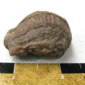 Genuine Cretaceous Age Fish or Shark Coprolite Fossil for Sale from Africa #3