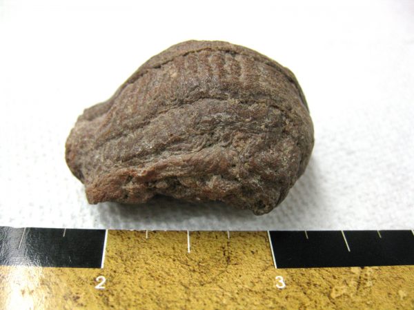 Genuine Cretaceous Age Fish or Shark Coprolite Fossil for Sale from Africa #3