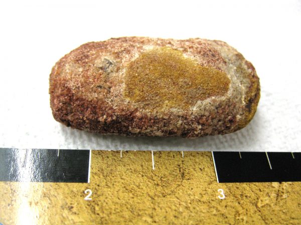 Genuine Cretaceous Age Fish or Shark Coprolite Fossil for Sale from Africa #4