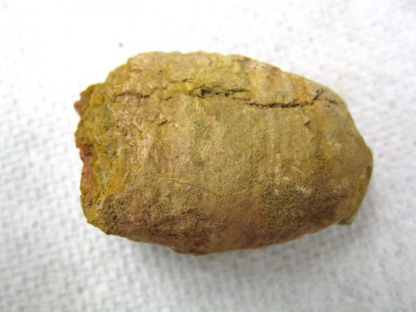 Genuine Cretaceous Age Fish or Shark Coprolite Fossil for Sale from Africa #5b