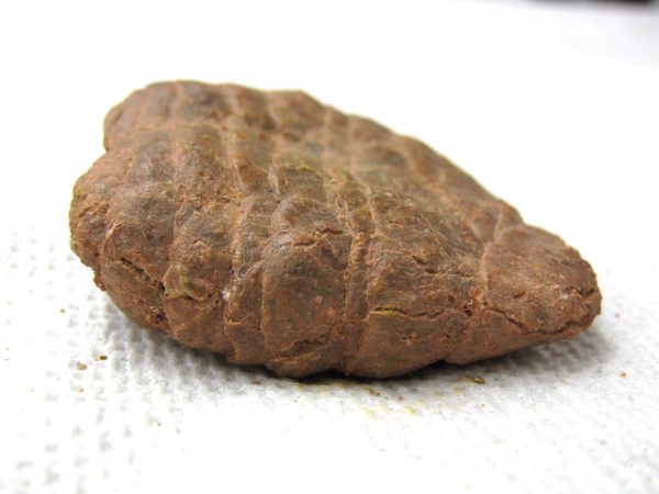 Genuine Cretaceous Age Fish or Shark Coprolite Fossil for Sale from Africa #6b