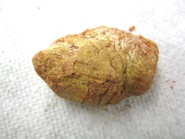 Genuine Cretaceous Age Fish or Shark Coprolite Fossil for Sale from Africa #7b