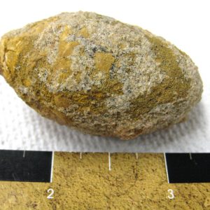 Genuine Cretaceous Age Fish or Shark Coprolite Fossil for Sale from Africa #8