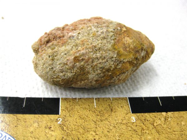 Genuine Cretaceous Age Fish or Shark Coprolite Fossil for Sale from Africa #8a