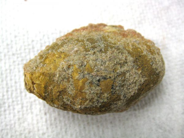 Genuine Cretaceous Age Fish or Shark Coprolite Fossil for Sale from Africa #8b