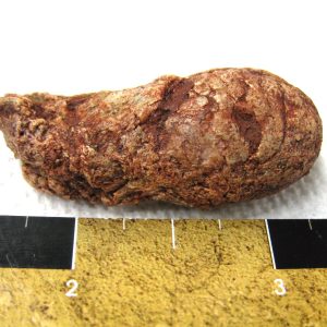 Genuine Cretaceous Age Fish or Shark Coprolite Fossil for Sale from Africa #9