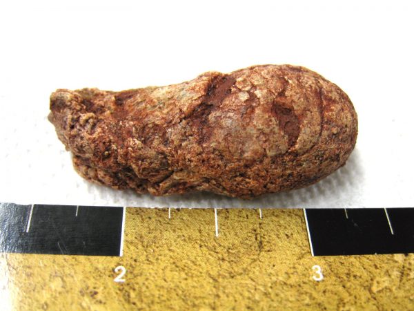 Genuine Cretaceous Age Fish or Shark Coprolite Fossil for Sale from Africa #9