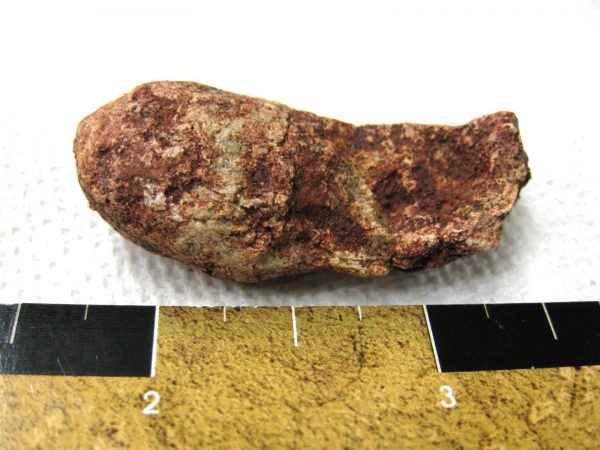 Genuine Cretaceous Age Fish or Shark Coprolite Fossil for Sale from Africa #9a