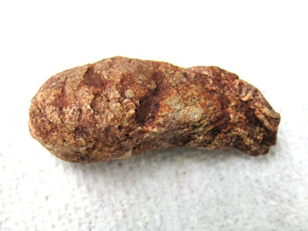 Genuine Cretaceous Age Fish or Shark Coprolite Fossil for Sale from Africa #9b