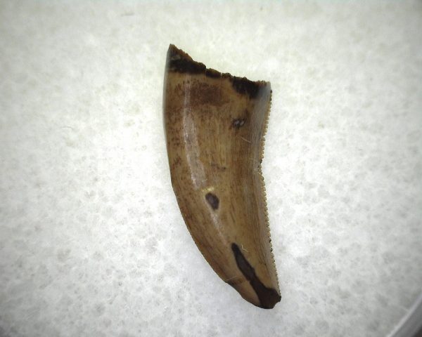 Judith River Theropod Tooth #4