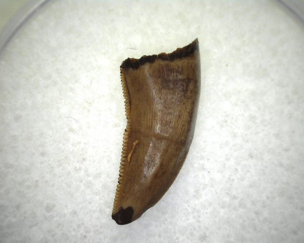 Judith River Theropod Tooth #4 - Image 2