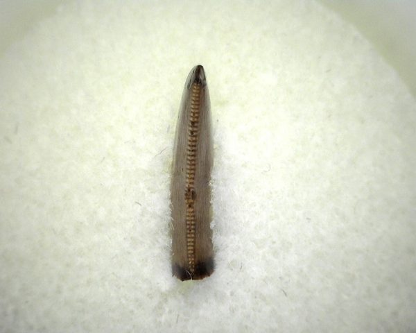 Judith River Theropod Tooth #4 - Image 5