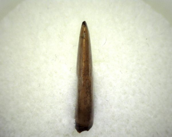 Judith River Theropod Tooth #4 - Image 4