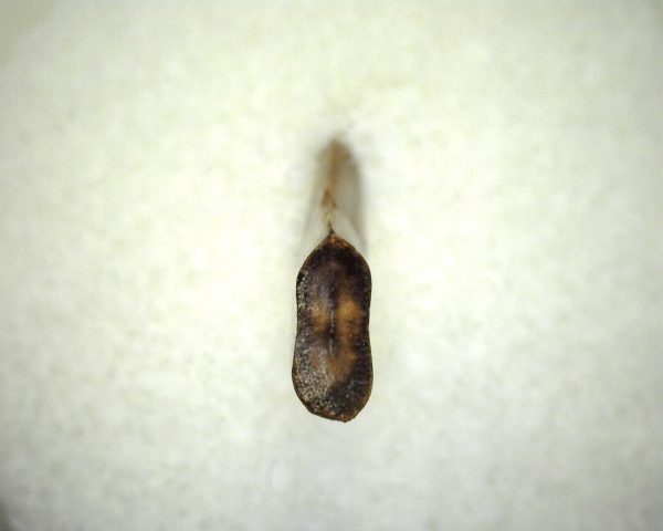 Judith River Theropod Tooth #4 - Image 3