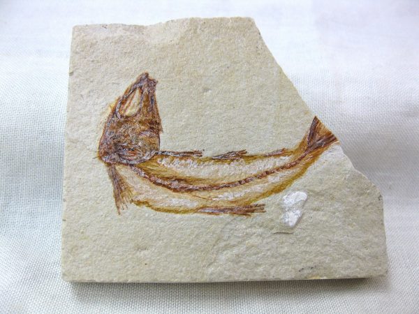 Genunie Cretaceous Age Lebanon Fish Fossil for Sale #10