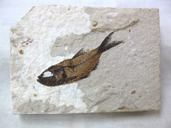 Genunie Cretaceous Age Lebanon Fish Fossil for Sale #12