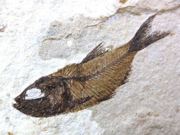 Genunie Cretaceous Age Lebanon Fish Fossil for Sale #12a