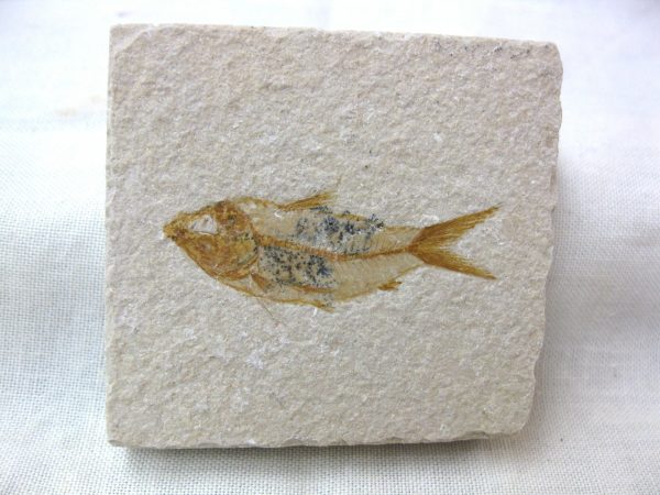 Genunie Cretaceous Age Lebanon Fish Fossil for Sale #13