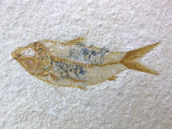 Genunie Cretaceous Age Lebanon Fish Fossil for Sale #13a