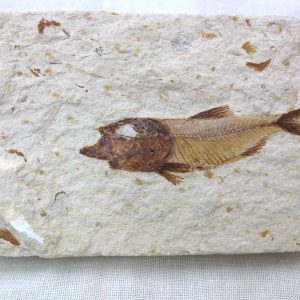 Genunie Cretaceous Age Lebanon Fish Fossil for Sale #18