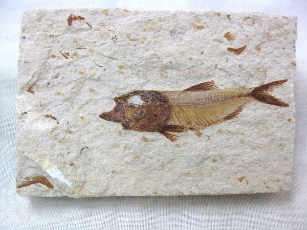 Genunie Cretaceous Age Lebanon Fish Fossil for Sale #18