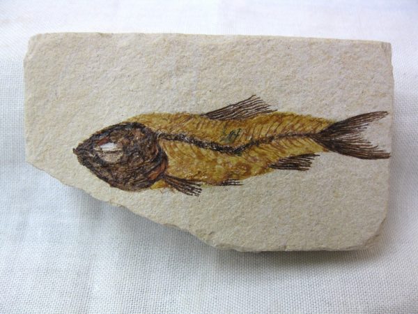 Genunie Cretaceous Age Lebanon Fish Fossil for Sale #2