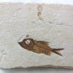 Genunie Cretaceous Age Lebanon Fish Fossil for Sale #20