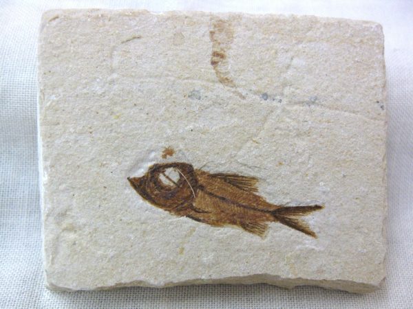 Genunie Cretaceous Age Lebanon Fish Fossil for Sale #20