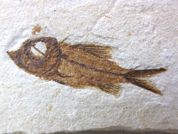 Genunie Cretaceous Age Lebanon Fish Fossil for Sale #20a