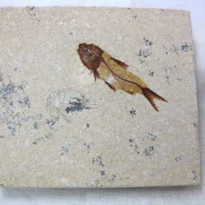 Genunie Cretaceous Age Lebanon Fish Fossil for Sale #22