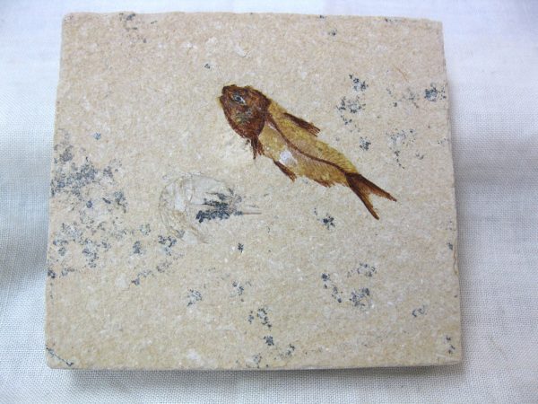 Genunie Cretaceous Age Lebanon Fish Fossil for Sale #22