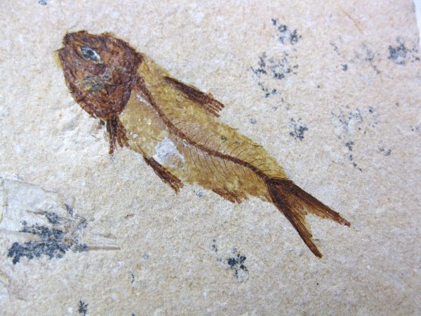 Genunie Cretaceous Age Lebanon Fish Fossil for Sale #22a