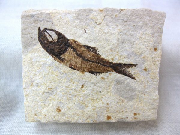 Genunie Cretaceous Age Lebanon Fish Fossil for Sale #24