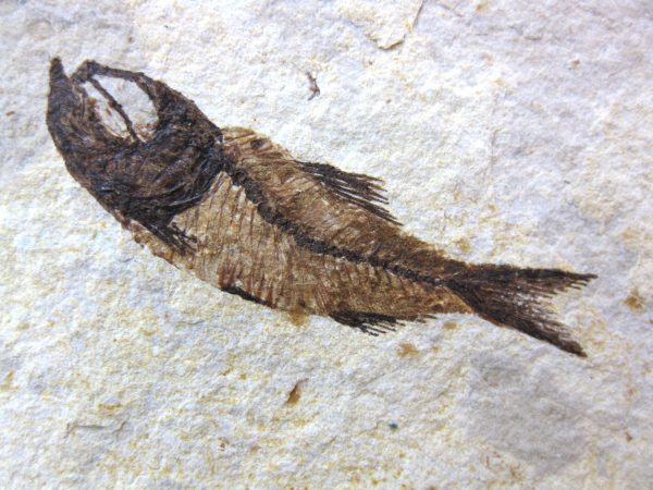 Genunie Cretaceous Age Lebanon Fish Fossil for Sale #24a