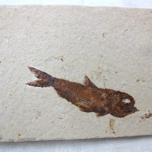 Genunie Cretaceous Age Lebanon Fish Fossil for Sale #25