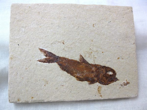 Genunie Cretaceous Age Lebanon Fish Fossil for Sale #25