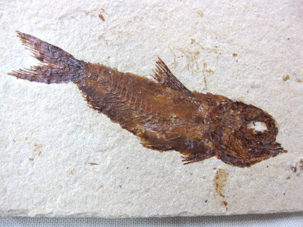 Genunie Cretaceous Age Lebanon Fish Fossil for Sale #25a