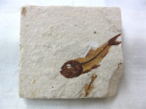 Genunie Cretaceous Age Lebanon Fish Fossil for Sale #27