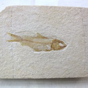 Genunie Cretaceous Age Lebanon Fish Fossil for Sale #28