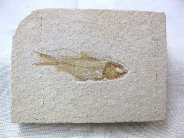 Genunie Cretaceous Age Lebanon Fish Fossil for Sale #28