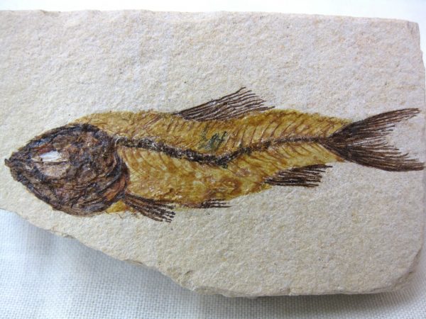 Genunie Cretaceous Age Lebanon Fish Fossil for Sale #2a