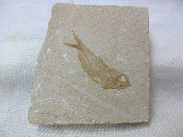 Genunie Cretaceous Age Lebanon Fish Fossil for Sale #3