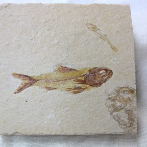 Genunie Cretaceous Age Lebanon Fish Fossil for Sale #31