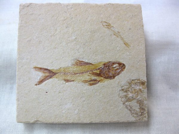 Genunie Cretaceous Age Lebanon Fish Fossil for Sale #31