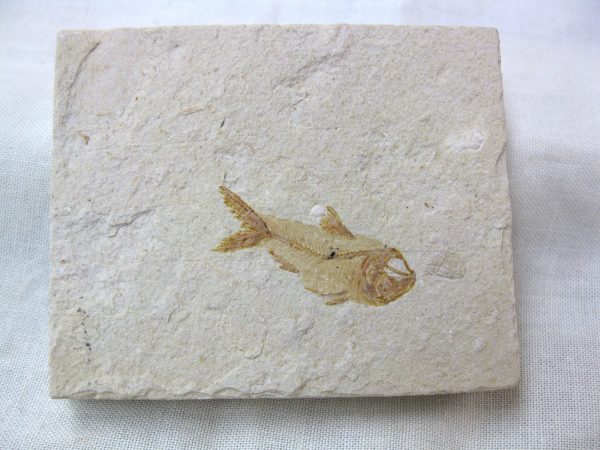 Genunie Cretaceous Age Lebanon Fish Fossil for Sale #32