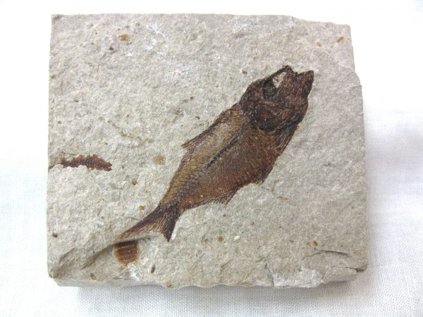 Genunie Cretaceous Age Lebanon Fish Fossil for Sale #35